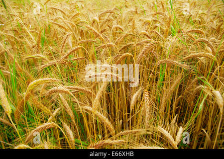 Spighe di grano di close-up. Il triticale, un ibrido di grano e segale cresce su un campo. Foto Stock