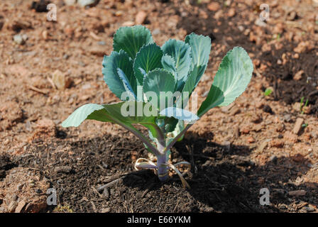 Giovani Bruxelles spuntano piante in giardino Foto Stock