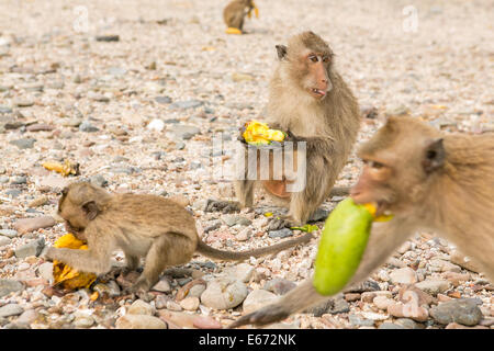 Piccola scimmia mangia materie mango sulla spiaggia. Foto Stock