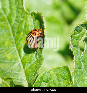 Il Colorado potato bug mangia patate foglie in giardino Foto Stock