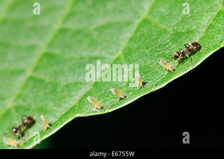 Due formiche pascolare pochi afidi su foglie di noce close up Foto Stock