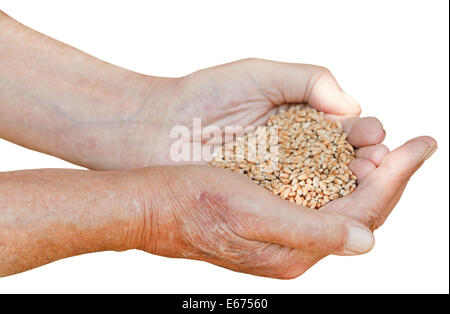 Maschio di tenere le mani manciata con semi di grano isolato su sfondo bianco Foto Stock