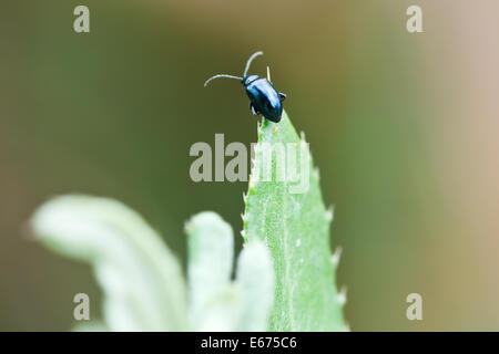 Foglie di ontano beetle (Agelastica alni) sulla lama di erba close up Foto Stock