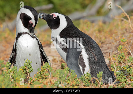 Coppia di allevamento di pinguini africani (Spheniscus demersus), Western Cape, Sud Africa Foto Stock