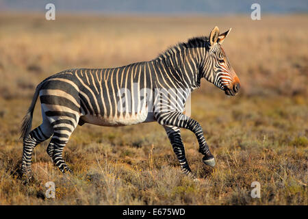 Capo zebre di montagna (Equus zebra) in esecuzione nella prateria, Mountain Zebra National Park, Sud Africa Foto Stock