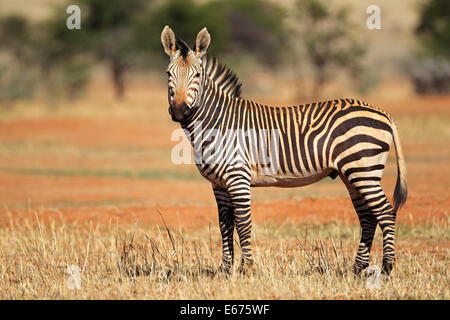 Una montagna di Hartmanns Zebra (Equus zebra hartmannae), Sud Africa Foto Stock