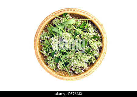 Fresco di limone medico-balm fiori erbe in legno piastra di vimini. Isolato su bianco Foto Stock
