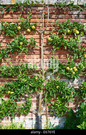 Meli essendo formati della ventola o stile a spalliera lungo una parete di mattoni Foto Stock