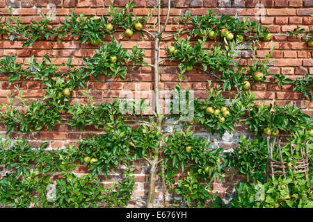 Meli essendo formati della ventola o stile a spalliera lungo una parete di mattoni Foto Stock