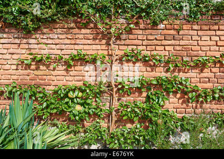 Meli essendo formati della ventola o stile a spalliera lungo una parete di mattoni Foto Stock