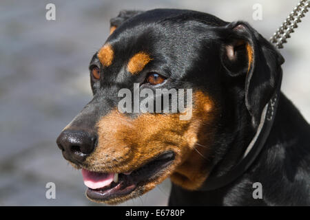 Testa di un cane Rottweiler Foto Stock