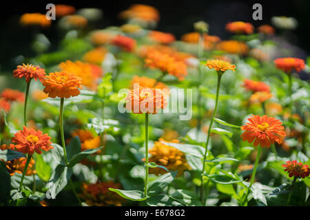 Arancio fiori Zinnia Foto Stock