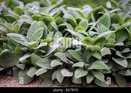 Agnello le orecchie Stachys byzantina lascia chiudere fino Foto Stock