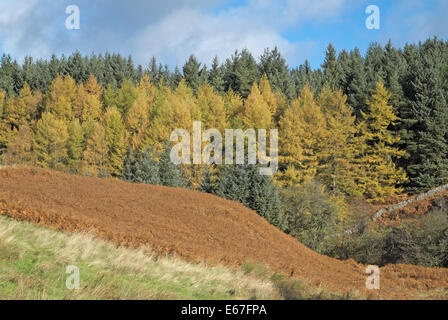 Il larice e abete sitca visto oltre bracken in autunno, kielder forest, Northumberland, Inghilterra, Regno Unito. Foto Stock