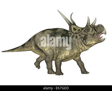 Dinosaurier Diabloceratops / Diabloceratops dinosauro Foto Stock