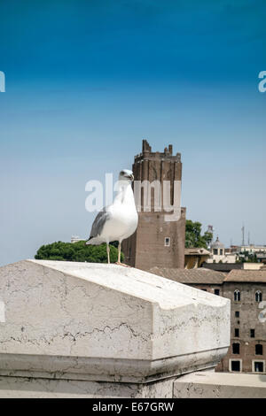 Zampe giallo-gull permanente sulla parte superiore della casa Foto Stock