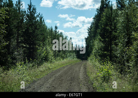 Un selvaggio rein cervi nella foresta, Svezia Foto Stock