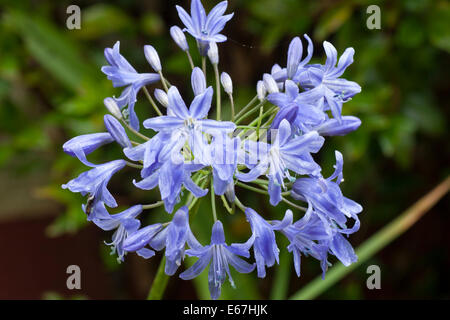 Aprire fiori e boccioli chiuso in una testa di Agapanthus 'Bressingham Blue' Foto Stock