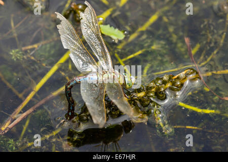 Femmina a forma di libellula imperatore, Anax imperator , uovo che posa su Canadian lenticchia d'acqua Foto Stock