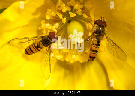 Due maschi hoverflies marmellata, Episyrphus balteatus, alimentando sul polline Foto Stock