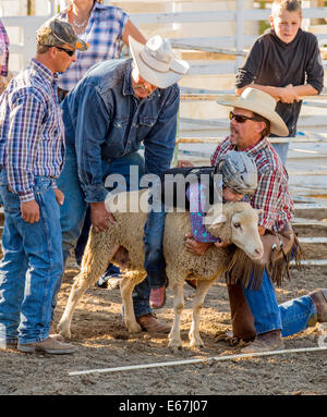 Bambino in sella a una pecora in montone spezzando la concorrenza evento, Chaffee County Fair & Rodeo Foto Stock