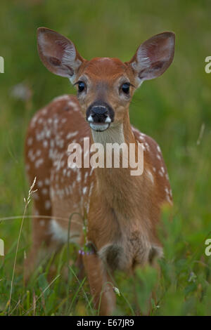 White-tailed deer, fulvo, Virginia Foto Stock