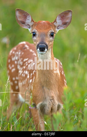 White-tailed deer, fulvo, Virginia Foto Stock