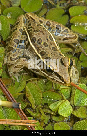 Southern Leopard (Rana Lithobates sphenocephalus), Louisiana Foto Stock