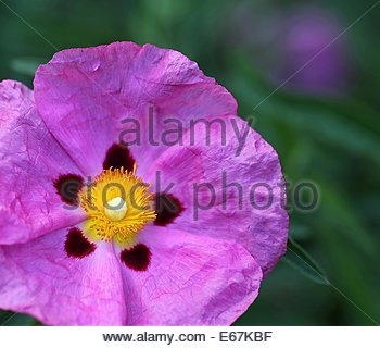 FIORE DI ROCKROSE DI ORCHIDEA, nel sud-ovest della Francia. Foto Stock