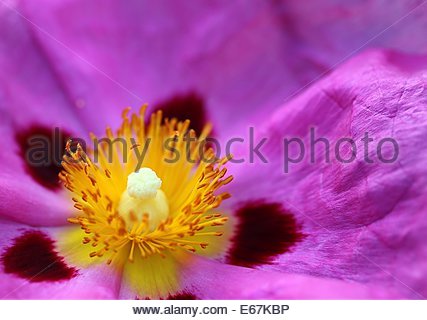 FIORE DI ROCKROSE DI ORCHIDEA, nel sud-ovest della Francia. Foto Stock