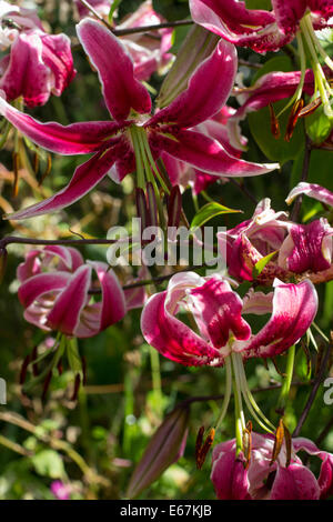 I fiori del giglio Orienpet, Lilium "Bellezza nera" Foto Stock