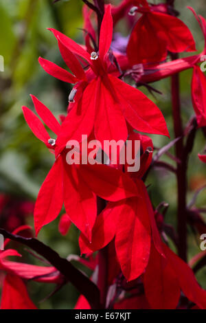 Bright crimson fiori della umidità perenne amorevole Lobelia cardinalis "Queen Victoria" Foto Stock