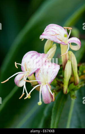 Close up dei fiori della evergreen caprifoglio, Lonicera henryi Foto Stock