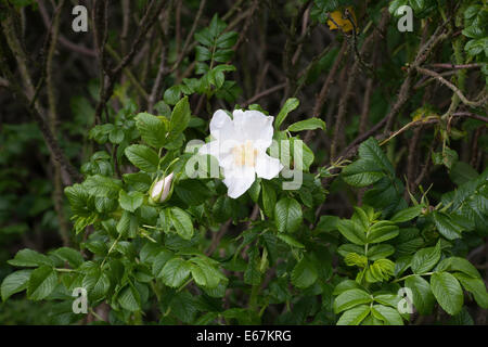 Campo Rose dal modo Middlewood vicino a Bollington cheshire england Foto Stock