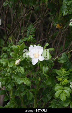 Campo Rose dal modo Middlewood vicino a Bollington cheshire england Foto Stock