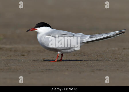 Comune - Tern Sterna hirundo - allevamento adulto Foto Stock