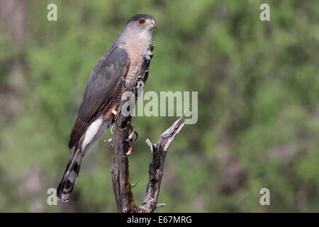 Cooper's Hawk - Accipiter cooperii - per adulti Foto Stock