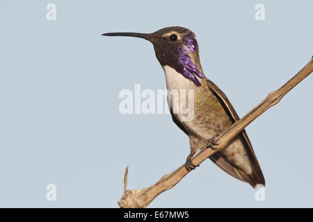 Costa's Hummingbird - Calypte costae - maschio adulto Foto Stock