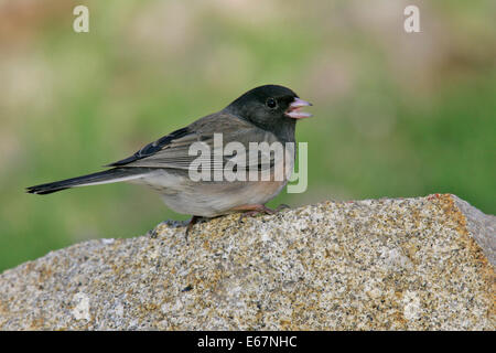 Dark-eyed Junco - Junco hyemalis Oregon (modulo) - femmina adulta Foto Stock