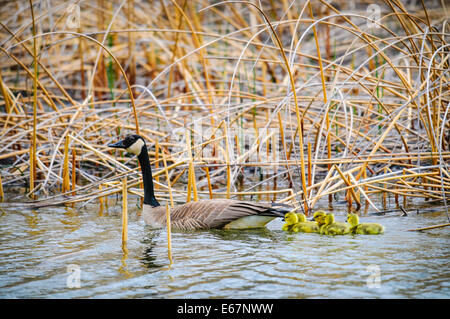 Canada Goose con una covata di giallo baby gosling Foto Stock