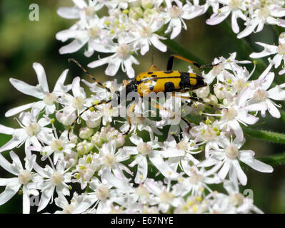 Un arancione e nero long horn beetle (Rutpela maculate) si alimenta di una mucca prezzemolo (Anthriscus sylvestris) fiore di testa. Bedgebury Forest, Kent, Regno Unito. Foto Stock