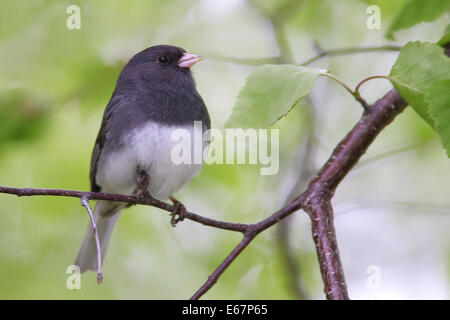 Dark-eyed Junco - Junco hyemalis (ardesia-gara colorate) - maschio Foto Stock