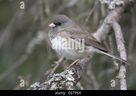 Dark-eyed Junco - Junco hyemalis (ardesia-gara colorate) - femmina Foto Stock