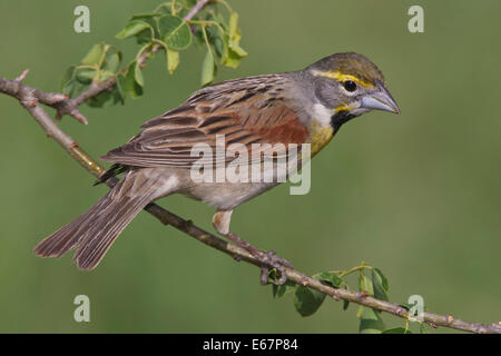 Dickcissel - Spiza americana - adulti maschi riproduttori Foto Stock