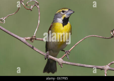 Dickcissel - Spiza americana - adulti maschi riproduttori Foto Stock