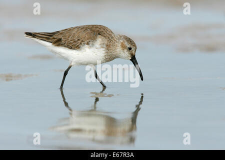 Dunlin - Calidris alpina - non per adulti riproduttori Foto Stock