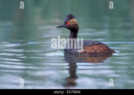 Eared Grebe - Podiceps nigricollis - allevamento adulto Foto Stock