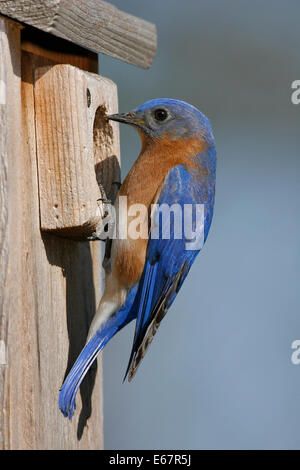 Orientale - Bluebird Sialia sialis - maschio adulto Foto Stock
