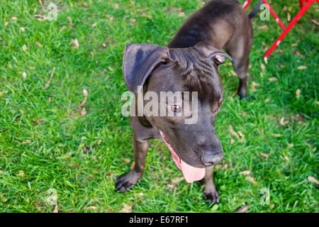 Pitbull cane, American Staffordshire terrier. Foto Stock