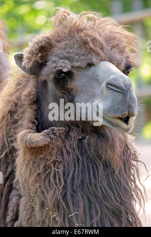 Portraif di bactrian camel (Camelus bactrianus), un grande mammifero dalle steppe dell'Asia centrale Foto Stock